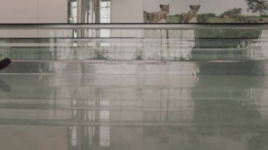 Tramvay valiziyle yürüyen bir yürüyen merdivene karşı yürüyen yolcular, yürüyen yürüyüş yolu, yürüyen kaldırım, gezginlerin bacaklarının alçak görünümü.