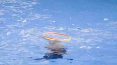 Eğitimli yunuslar yunus gösterisi sırasında havuzda daireler çizip dönüyorlar. Hayvan zulmü konsepti. Deniz hayvanı eğitimi konsepti.