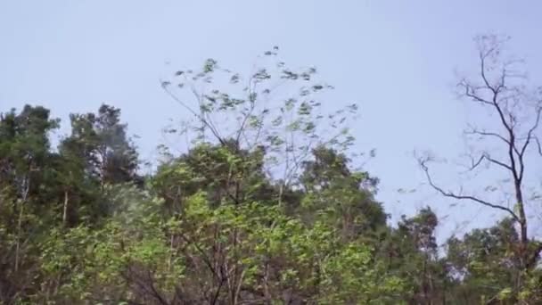 Hoge Bomen Bladeren Zwaaien Blazen Hoge Storm Wind Met Blauwe — Stockvideo