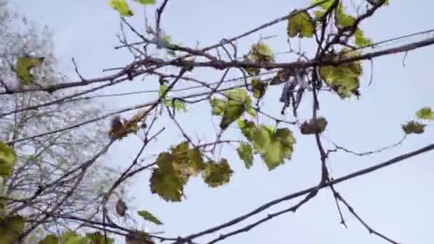 Hroznové Víno Houpe Fouká Větru Koncept Podzimního Období Dešťů Bouřek — Stock video