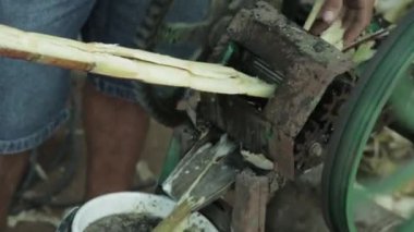 Yerli halkın şeker kamışı - Amazon taşlama