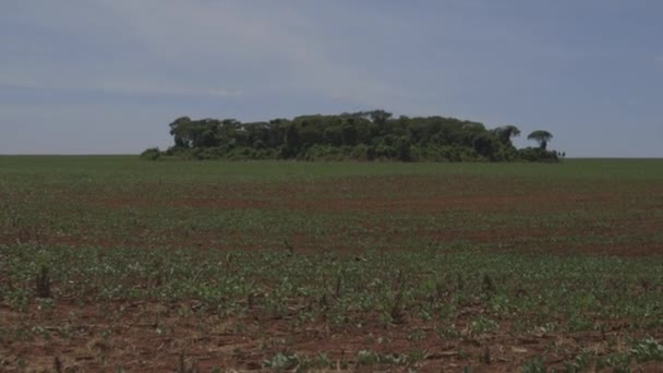 Un campo agrícola con un bosque en el fondo - Brasil — Vídeo de stock