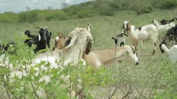 Pohled na stádo koz - Brazílie