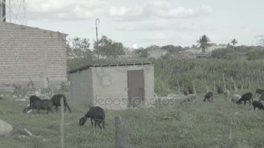 Keçi - Brezilya görünümünü