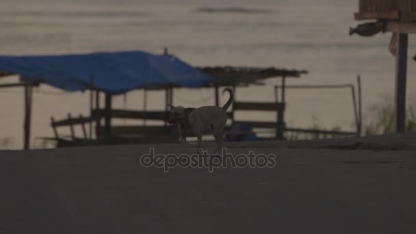 Вид на собаку с рекой на заднем плане - Амазонка — стоковое видео