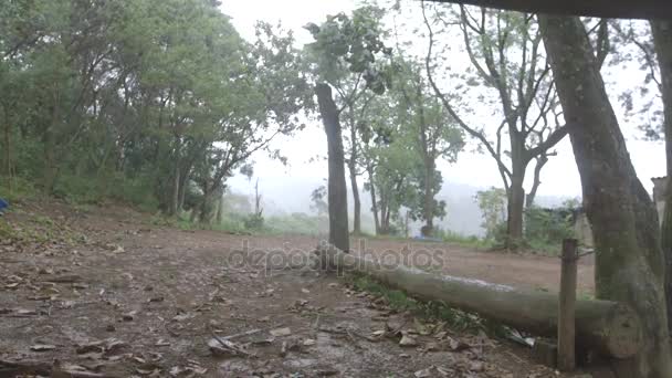 Regen in het midden van het bos - Brazilië Stockvideo