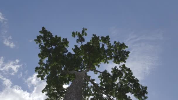 Vista de la copa del árbol - Amazonas — Vídeos de Stock