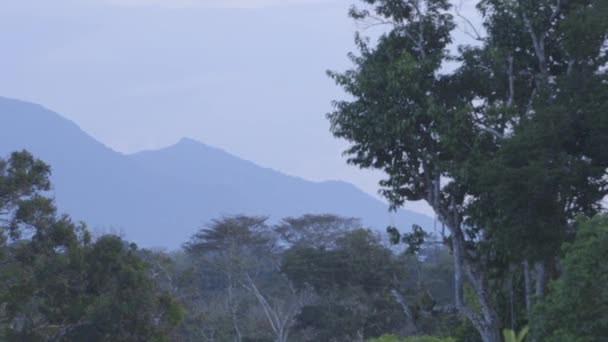 Overzicht van Amazoneregenwoud met een berg - Brazilië — Stockvideo