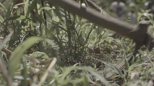 Bonden plöjer i slow motion med en hoe - Amazon - Brasilien — Stockvideo