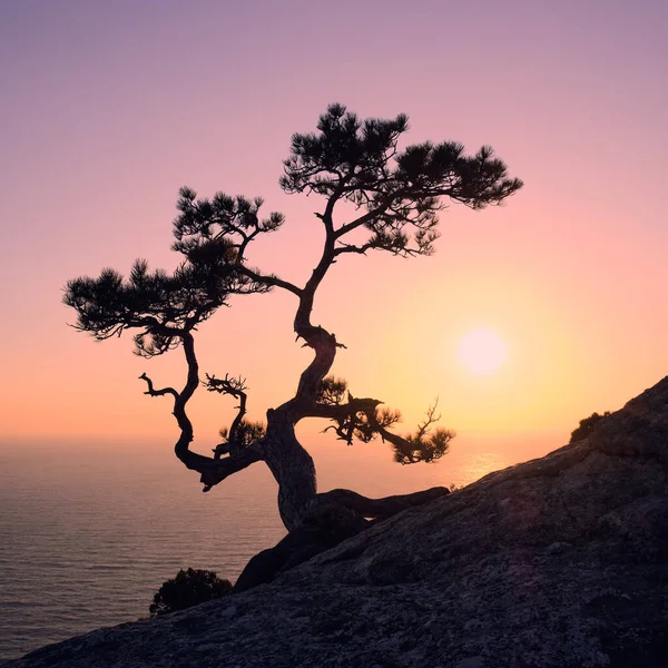 Genieten Van Zonsondergang Een Berghelling Het Gezelschap Van Een Eenzame — Stockfoto