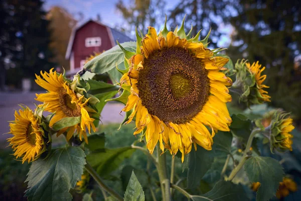 Autumn Portrait Sunflower Old Finnish House — Stock Photo, Image