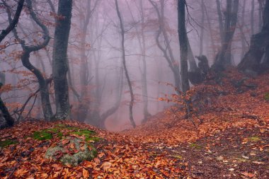 Sonbaharda gizemli, sisli bir kayın ormanında yol..