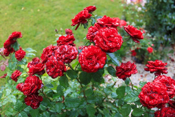 Beautiful Bush Red Roses Raindrops Spring Garden — Stock Photo, Image