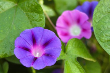 Yeşil yapraklar üzerinde tırmanan bir bitkinin çimenlik bağları, mor renkte ve pembe çiçekleri. Ot ailesi Volvolvulus 'ta.