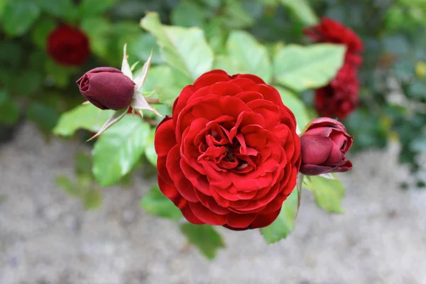 Beautiful Bunch Red Roses Spring Garden Rose Garden — Stock Photo, Image
