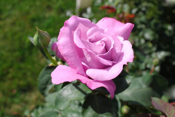 Beautiful Bunch Purple Roses Spring Garden Rose Garden — Stock Photo, Image