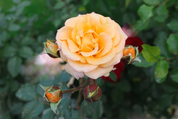 Beautiful Bunch Yellow Roses Spring Garden Rose Garden — Stock Photo, Image