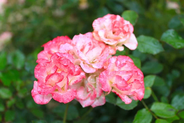 Beautiful Bush Roses Raindrops Spring Garden — Stock Photo, Image