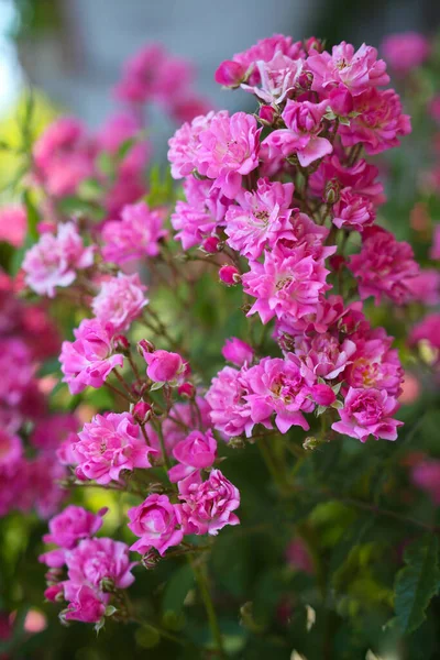 Pink Lagerstroemia Crape Myrtle Flowers Bush Branch Lagerstroemia Indica Bloom — Stock Photo, Image