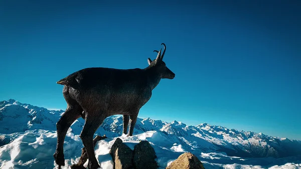 Obergurgl kayak merkezinde dağ keçisi heykeli.