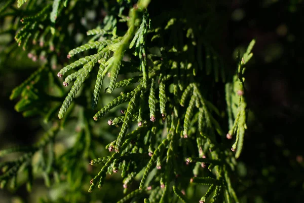 Arbre Fleurs Été Dans Jardin — Photo