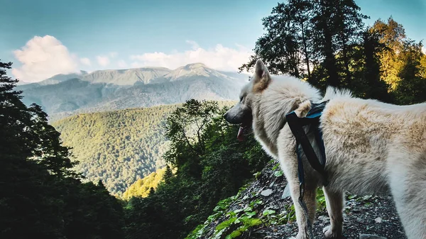 Thor adında bir köpek dağlara bakar.