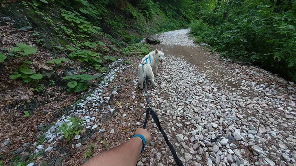Önlerde koşan köpekleri gezdiren bir kurt.
