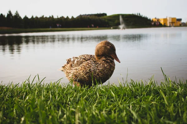 Canard Solitaire Sur Lac — Photo