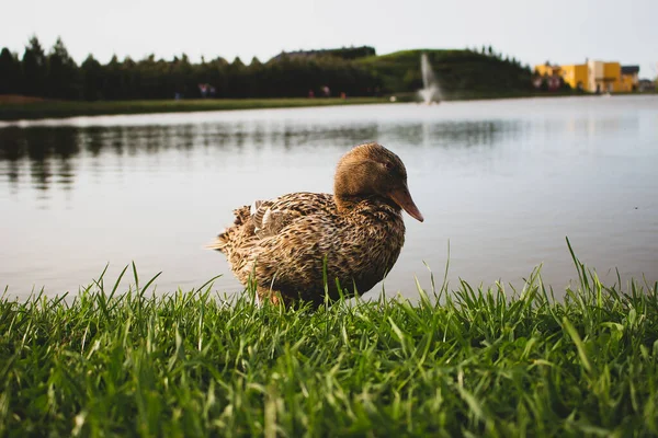 Pato Solitario Lago — Foto de Stock