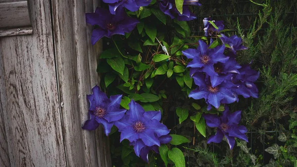 Piękne Kwiaty Przy Ogrodzeniu — Zdjęcie stockowe