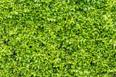 Yeşil Yapraklar duvar arkaplanı