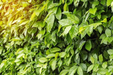 Yaprakları perde veya ağaç duvar