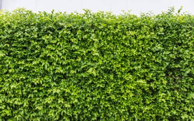 Yaprakları perde veya ağaç duvar