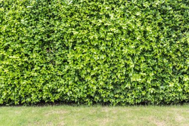 Yaprakları perde veya ağaç duvar