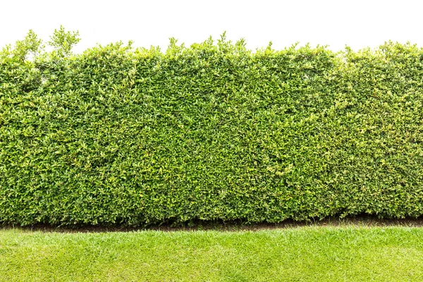 Yaprakları perde veya ağaç duvar