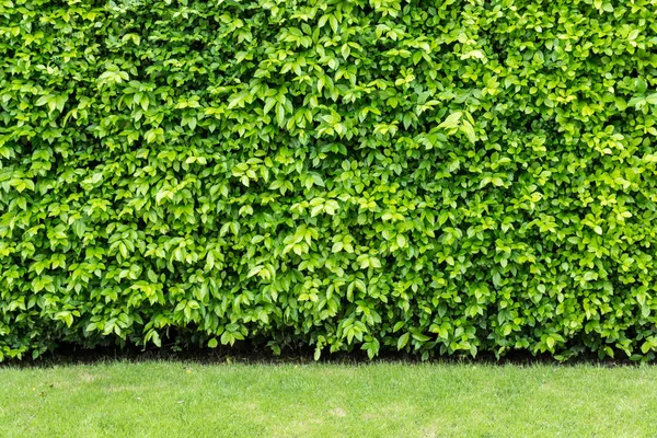 Leaves curtain or tree wall — Stock Photo, Image