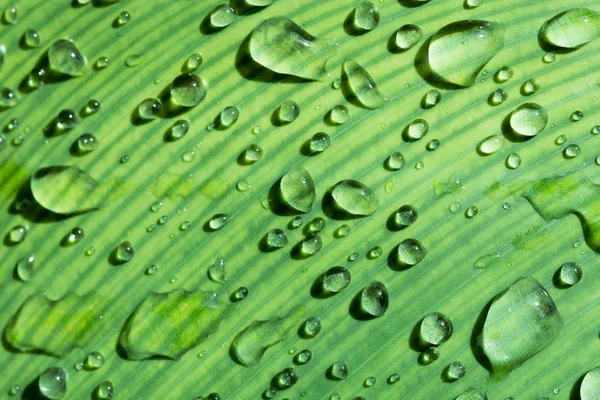 Dew on leaves after rain with morning light — Stock Photo, Image