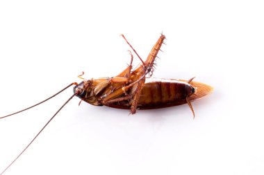 Beyaz arka planda ölü hamamböceği