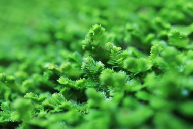 yakın çekim yaprak yağmur ormanlarında