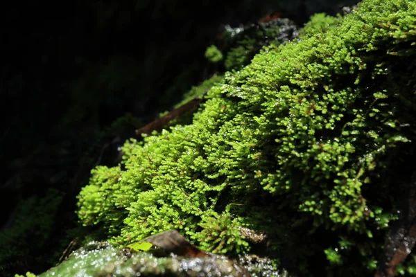 Närbild på bladen i regnskogen — Stockfoto