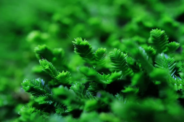 Primo piano delle foglie nella foresta pluviale — Foto Stock