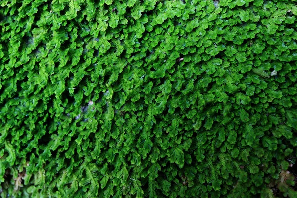 Primo piano delle foglie nella foresta pluviale — Foto Stock