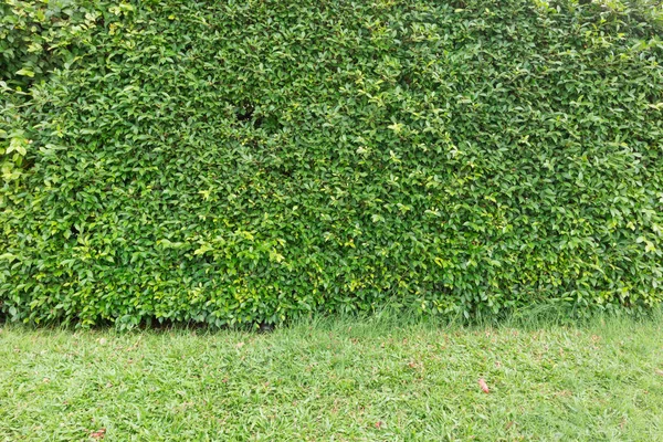 Recinzione di albero di una casa — Foto Stock