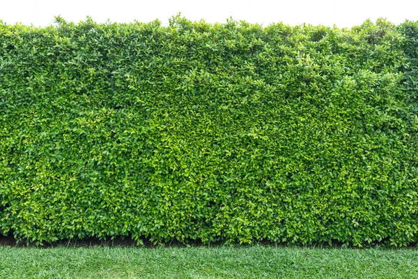 Tree fence of a home — Stock Photo, Image
