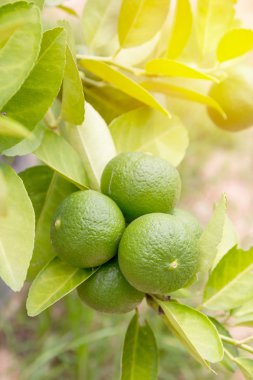 yeşil yaprak taze limon.