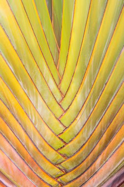 Ağaç kabuğunun dokusu.