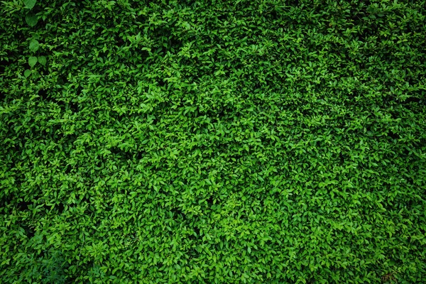 Zöld levelek természetes fal. — Stock Fotó