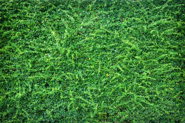 yeşil yaprakları doğal duvar.