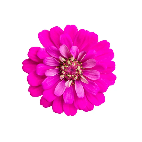 Pink flower isolated on white background — Stock Photo, Image