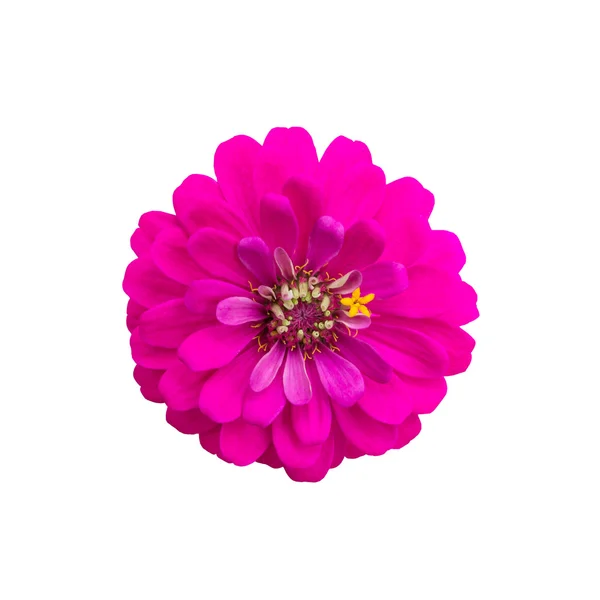 Розовый цветок на белом фоне — стоковое фото